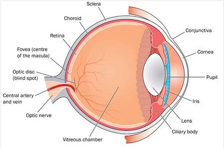 contact leneses exam supthin eye care